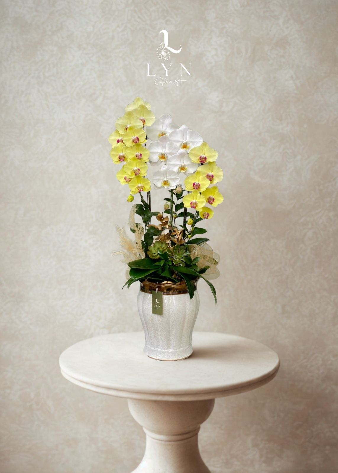 Chậu Hoa Lan Hồ Điệp Phối Màu